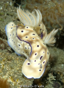 Chromodoris by Alberto D'este 